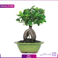 بونسای جنسینگ (تحویل در امریکا)