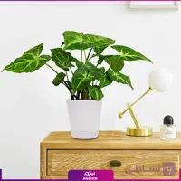 سینگونیوم سبز زمردی