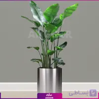 نخل نیکولای با گلدان استیل چرخدار