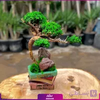 درخت جاودانگی (مدل کتابی سوپر)