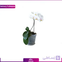 گلدان ارکیده صورتی (تحویل در بلژیک)