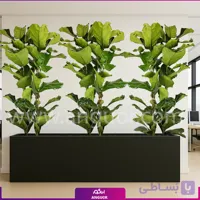 فلاور باکس فیکوس لیراتا برگ پهن 6 شاخه