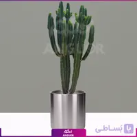 افوربیا اینگنس با گلدان استیل