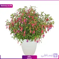 Fuchsia (Delivery to France)
