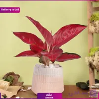 گلدان آگلونما صورتی(دبی و امارات)