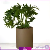 مونسترا (برگ انجیری) با گلدان کلکسیونی