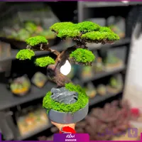 بونسای درختچه جاودان (سایز متوسط)