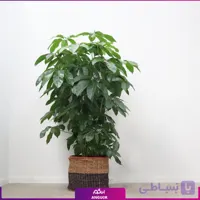 شفلرا آمیت (حصیری)