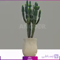 افوربیا اینگنس با گلدان فایبرگلاس طلایی