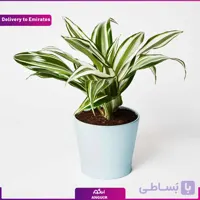 گل دراسنا (دبی و امارات)
