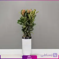 گلدان هدیه لوکس فیکوس الاستیکا سه شاخه