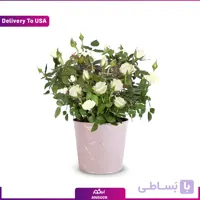 گلدان رز مینیاتوری سفید (تحویل در امریکا)