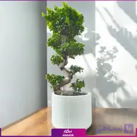 بونسایی فیکوس رتوزا کوچک با گلدان سرامیکی