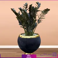 زاموفیلیا بلک با گلدان روکش مخملی