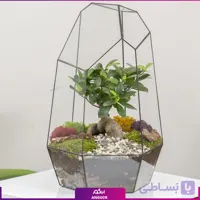 تراریوم جینسینگ