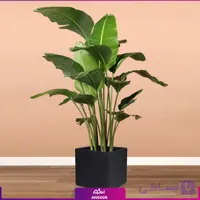 نخل نیکولای با گلدان فایبرگلاس مربعی مشکی