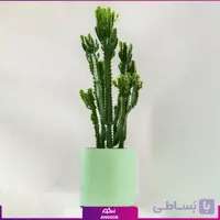 افوربیا تریگونا با گلدان کلکسیونی