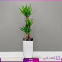 گلدان هدیه لوکس فایبرگلاس با یوکا سه شاخه بزرگ