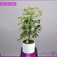 گلدان شفلرا