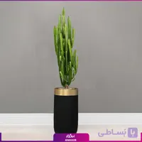 گلدان فایبرگلاس گرد با افوربیا تریگونا سایز بزرگ چند شاخه