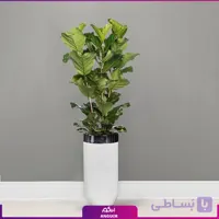 گلدان هدیه VIP فایبر گلاس با فیکوس آفریقایی لیراتا(3 شاخه) طرح کمر باریک