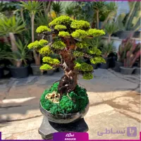 بونسای کهن ژاپن