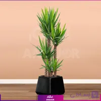 یوکا چهار شاخه با گلدان فایبرگلاس