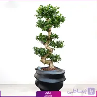 بونسایی فیکوس رتوزا با گلدان فایبرگلاس لوکس