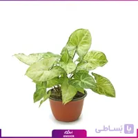 گیاه سینگونیوم پروانه ای با گلدان سرامیکی