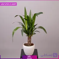گلدان یوکا