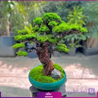 بنسای جاودان کهن ژاپن (سایز بزرگ)