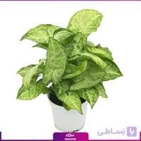 سینگونیوم طلایی سایز بزرگ