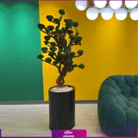 گلدان درخت جاودان (ویژه)