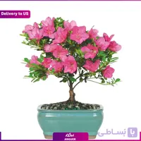بونسایی آزالیا (تحویل در امریکا)