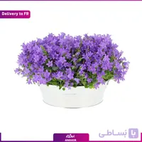 Campanula planter (Delivery to France)