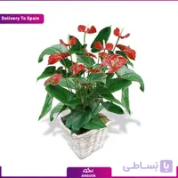 گلدان آنتوریوم (تحویل در اسپانیا)