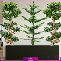فلاور باکس کاج فیکوس رتوزا و یوکا