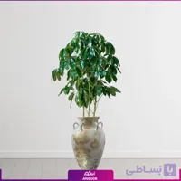 شفلرا آمیت با گلدان سفالی (طرح مصری)