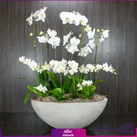 باغچه ارکیده سفید با گلدان فایبرگلاس (ارکیده هلندی و مینیاتوری)