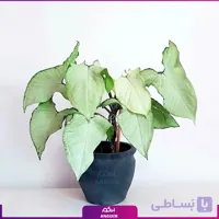 سینگونیوم اگزوتیک