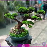 بنسای طبیعی درختچه کهن (سایز بزرگ)