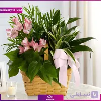 (Delivery to USA) Living Spirit Dishgarden