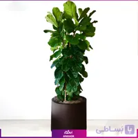 فیکوس لیراتا بزرگ با گلدان فایبرگلاس