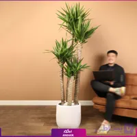 گلدان یوکا چهار شاخه