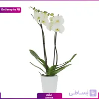 Orchid of Love (Delivery to France)