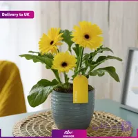 گلدان ژربرا زرد ( تحویل در انگلستان)