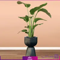 نخل نیکولای با گلدان فایبرگلاس طرح کمر باریک