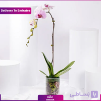 گلدان تک شاخه ارکیده (تحویل دبی)