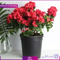 گل گلدانی آزالیا (تحویل آلمان)