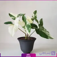 سینگونیوم ابلق زمردی